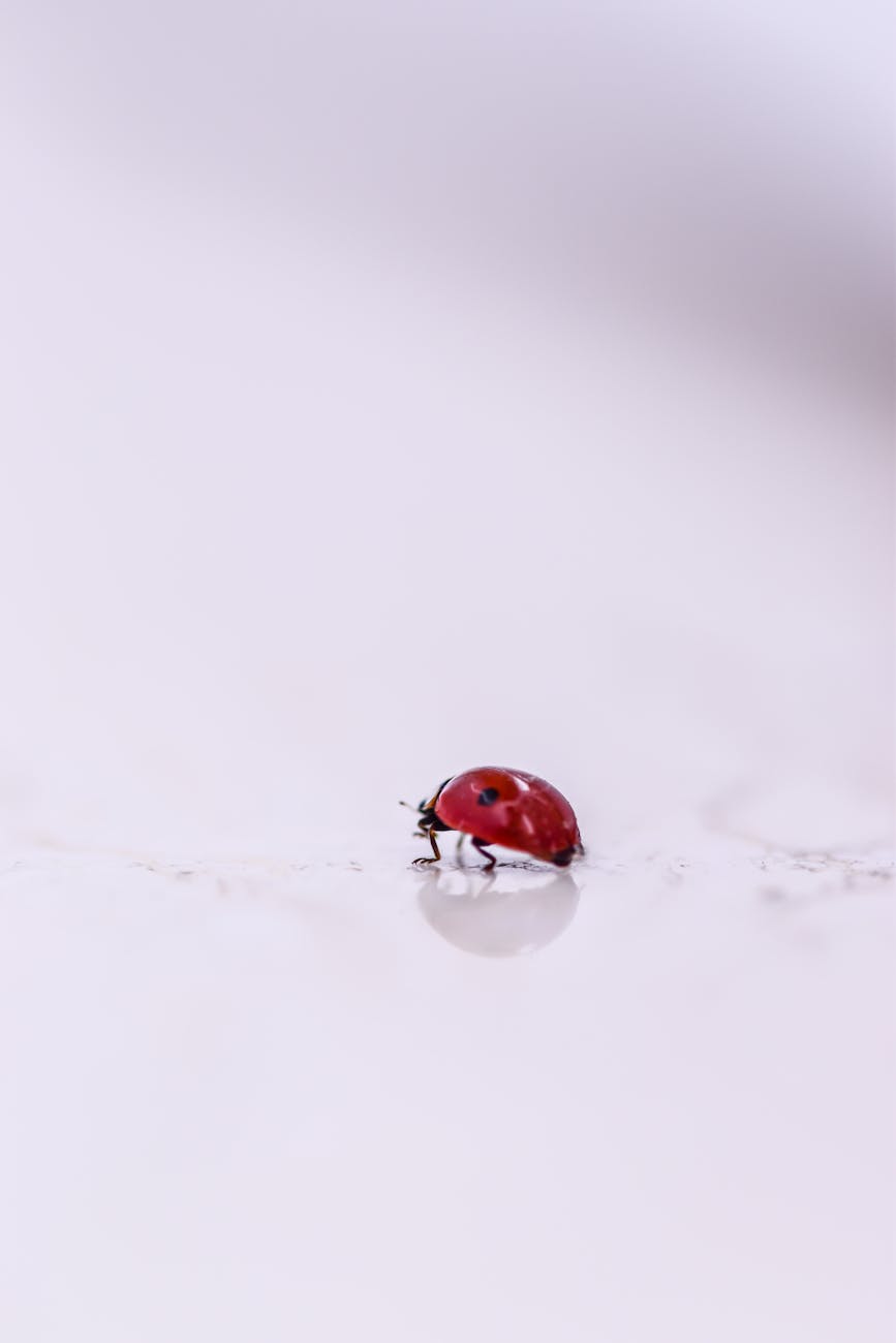 white ladybug spiritual meaning