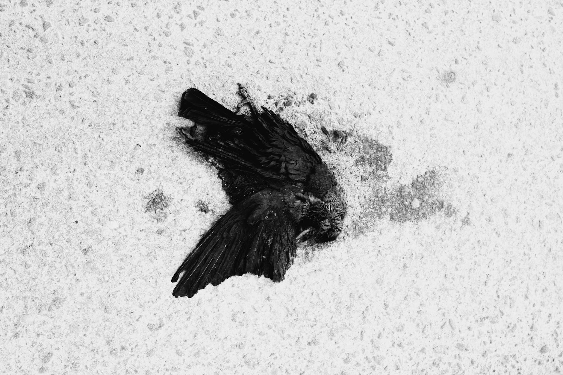 dead bird spiritual meaning