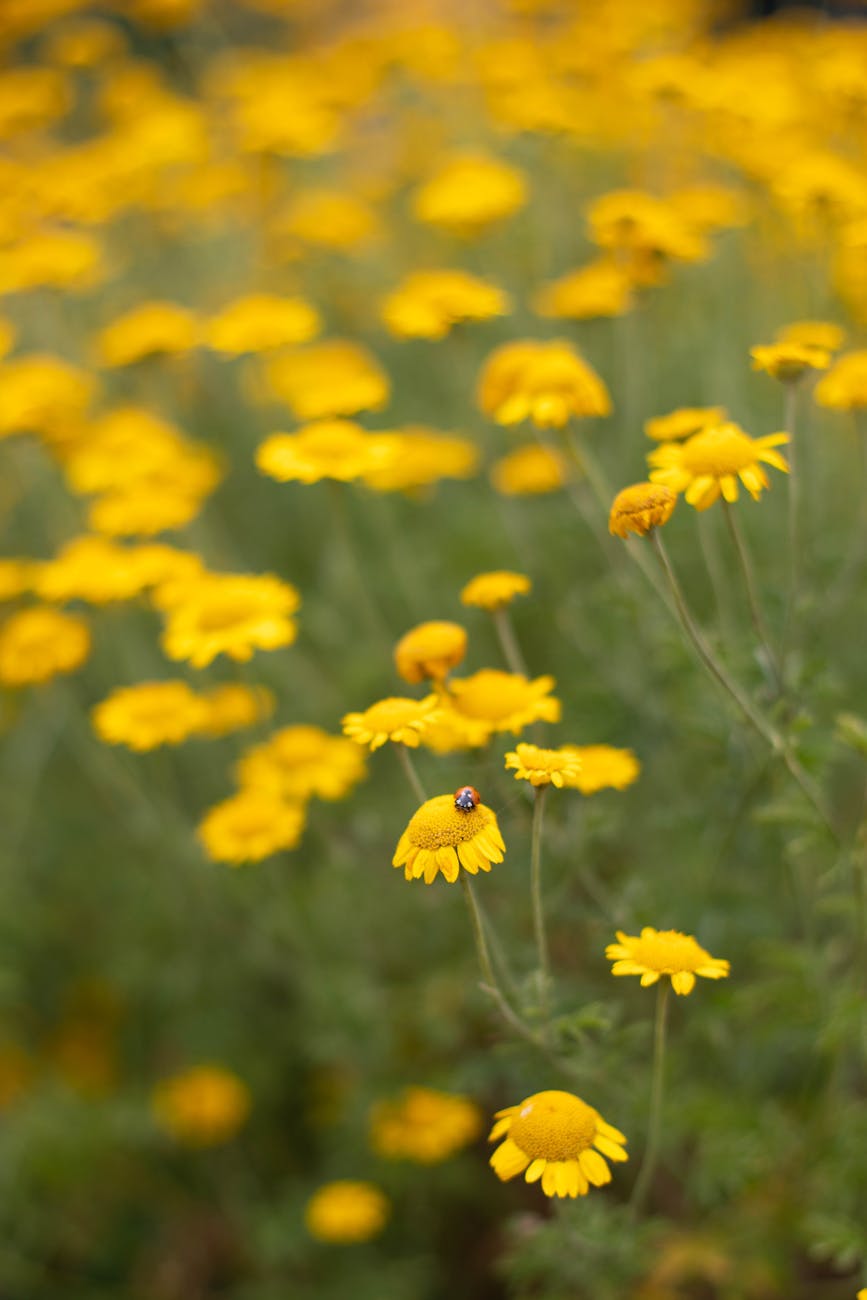 yellow ladybug meaning