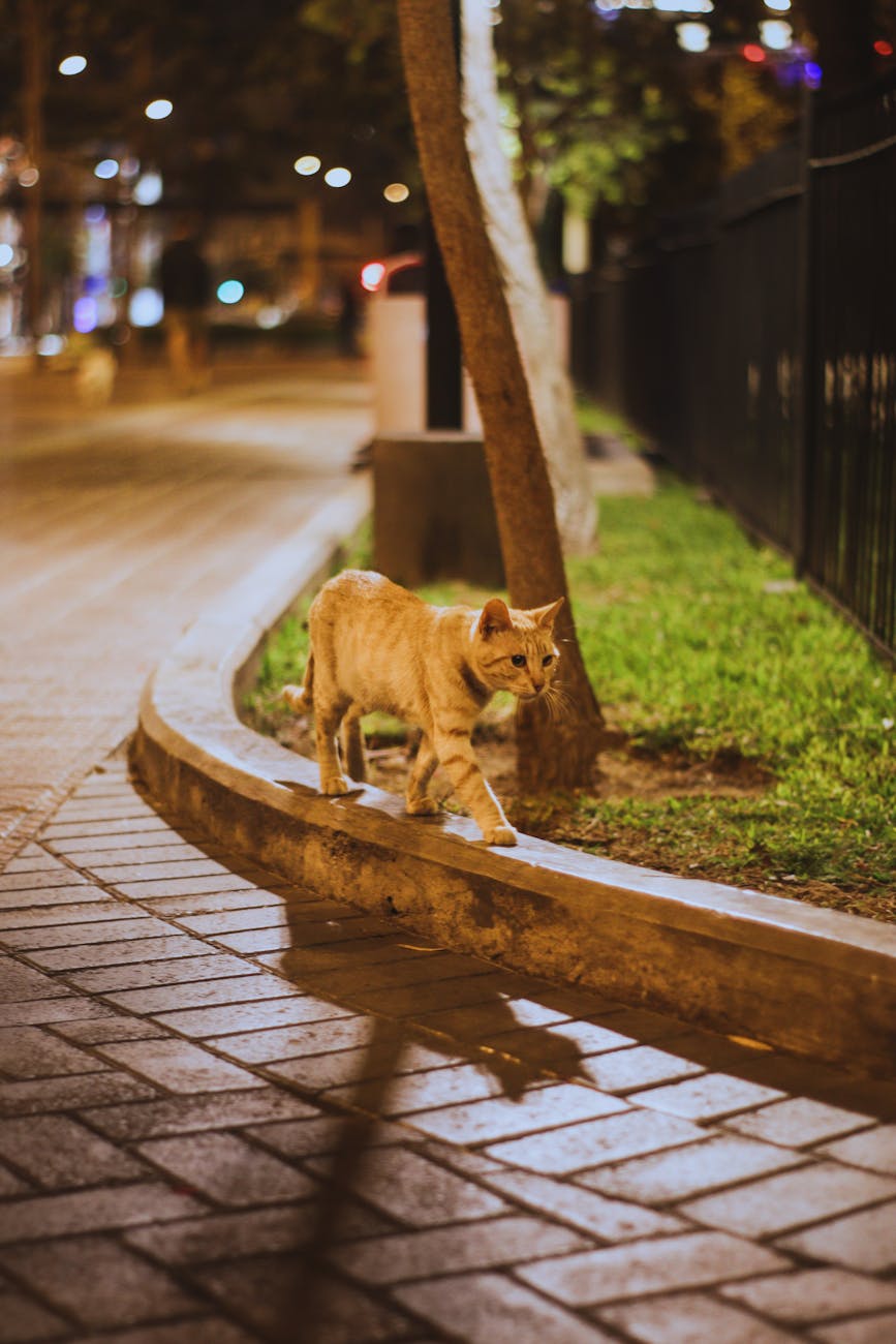 stray cat crying at night spiritual meaning