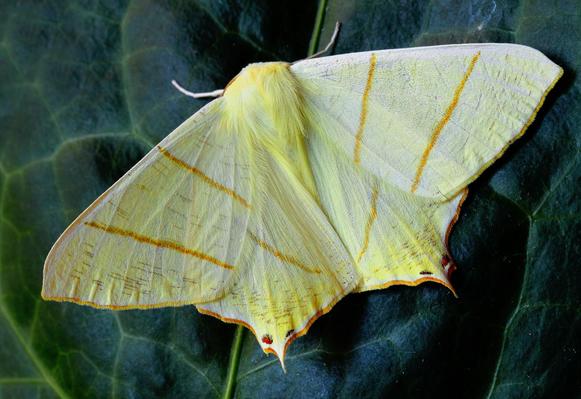 yellow butterfly meaning