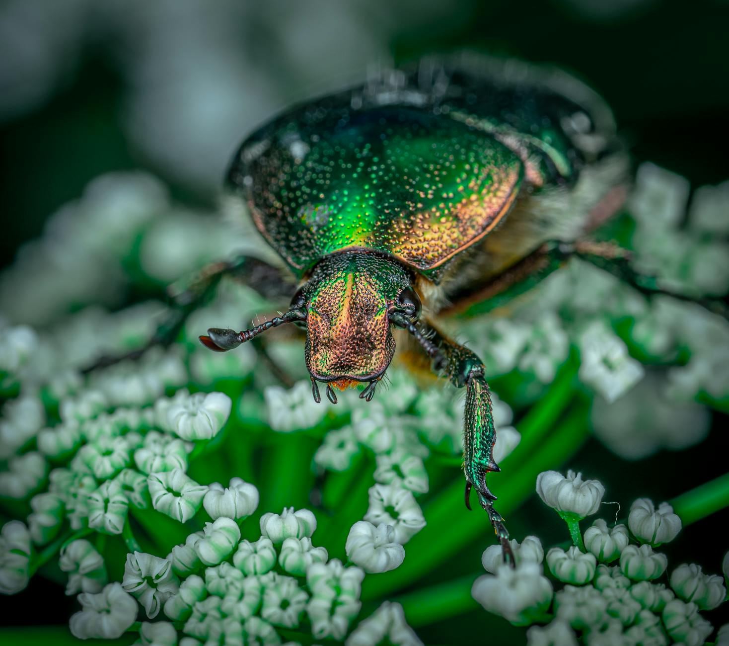 green june beetle spiritual meaning