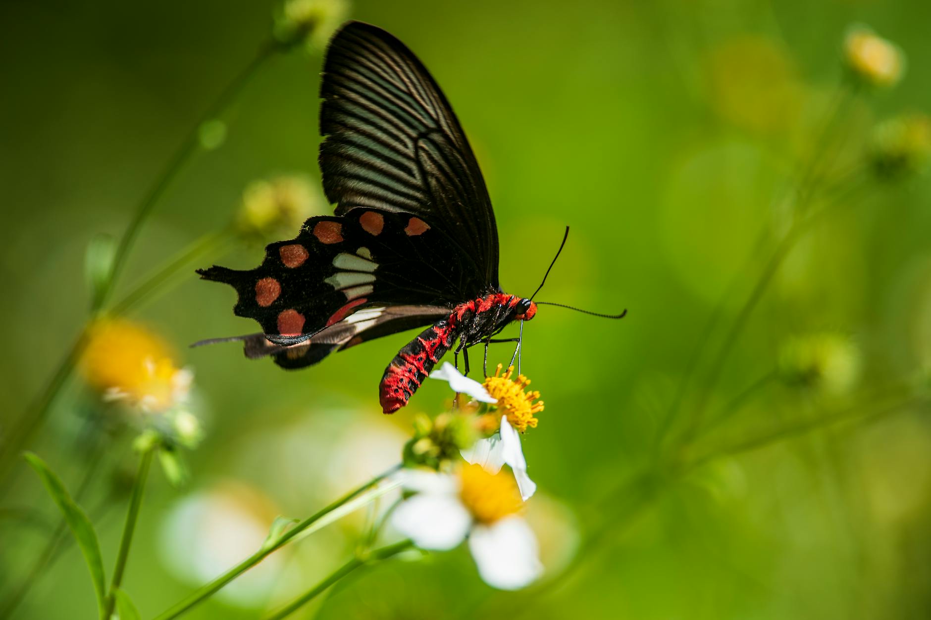 black and yellow butterfly spiritual meaning