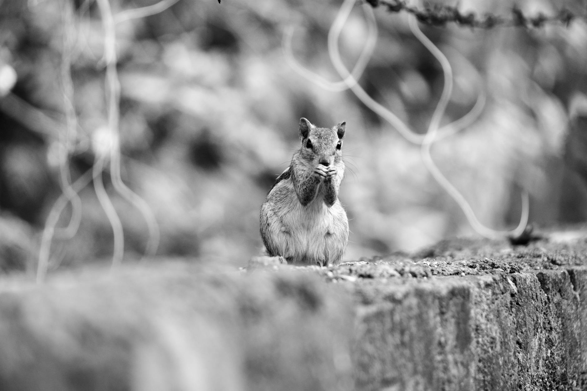 what does a black squirrel mean