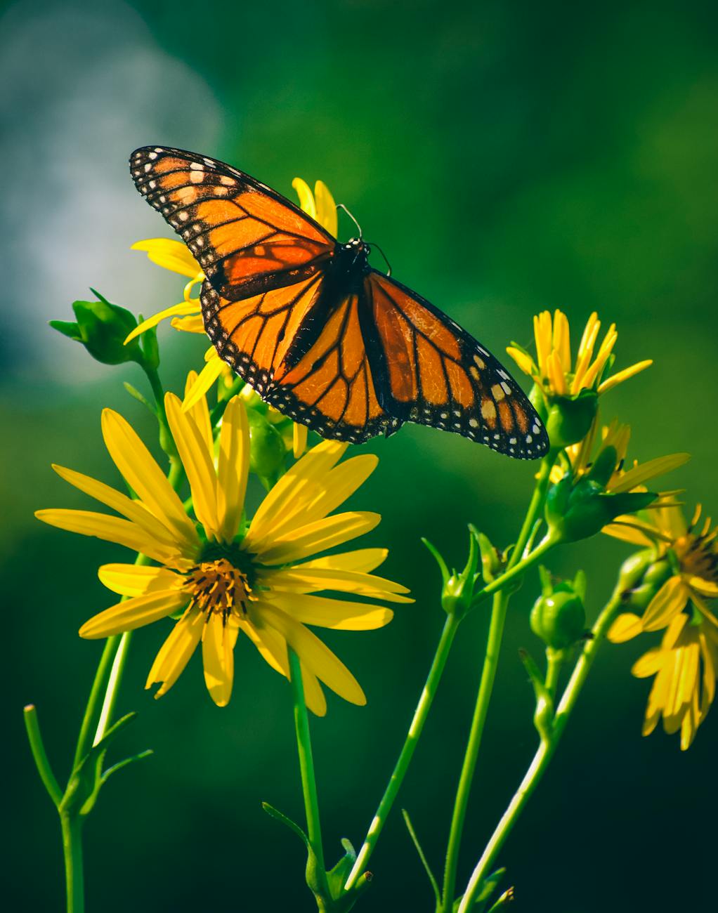 orange butterfly spiritual meaning