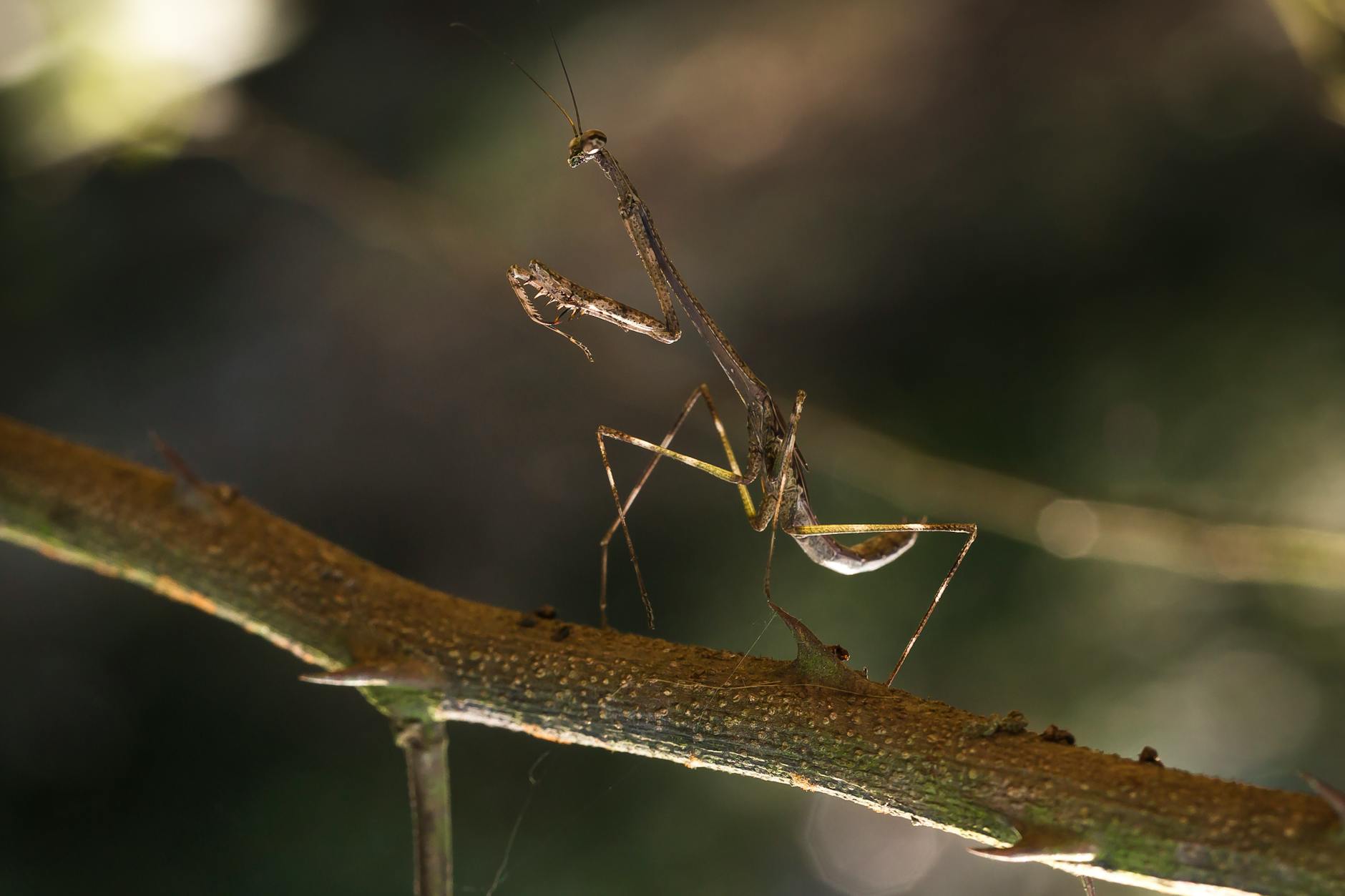 seeing a brown praying mantis meaning