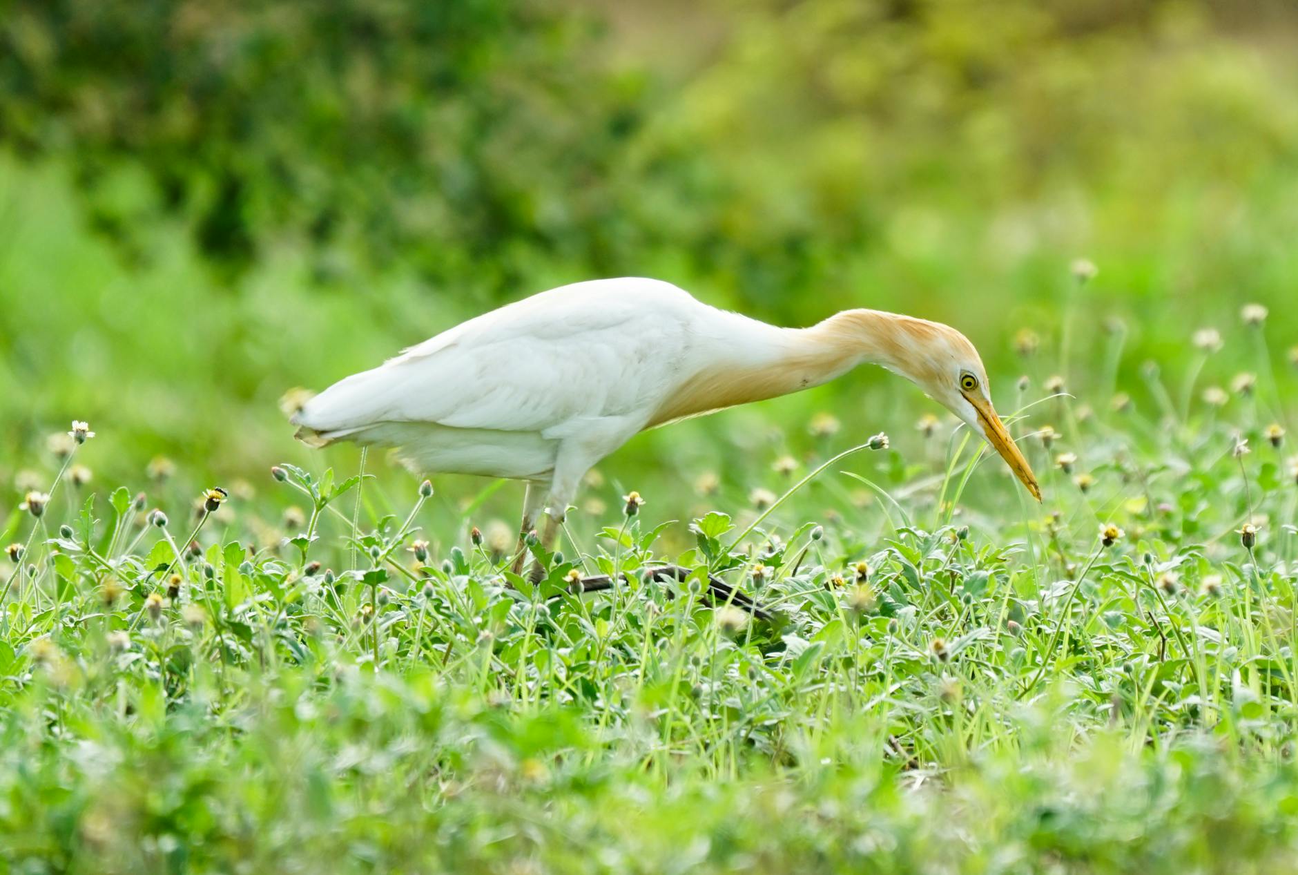 egret symbolism