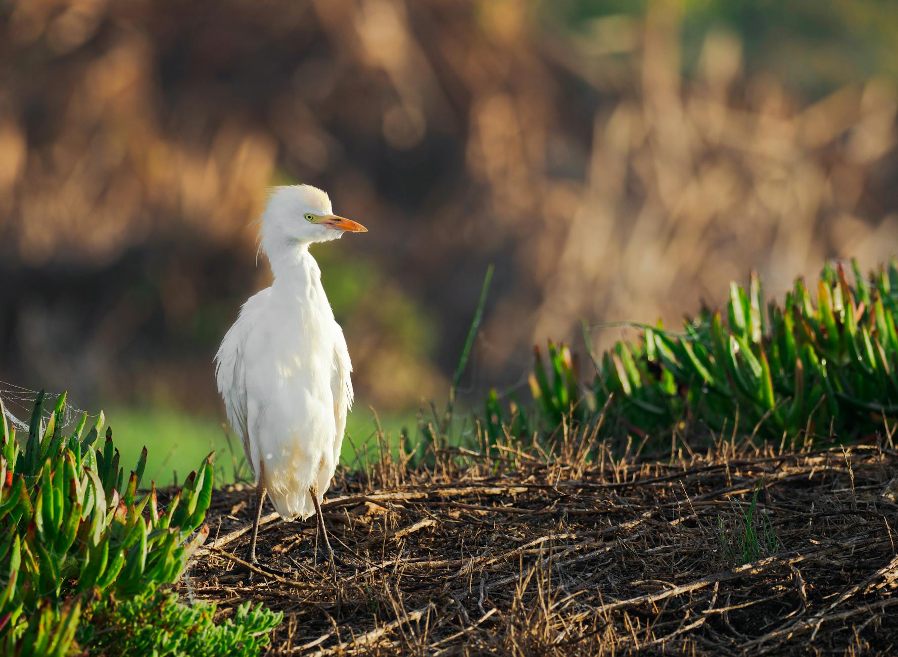 white heron spiritual meaning