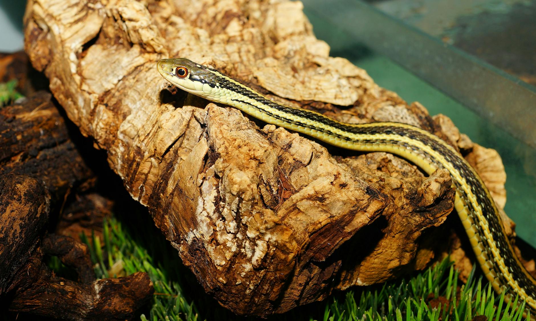 garter snake spiritual meaning