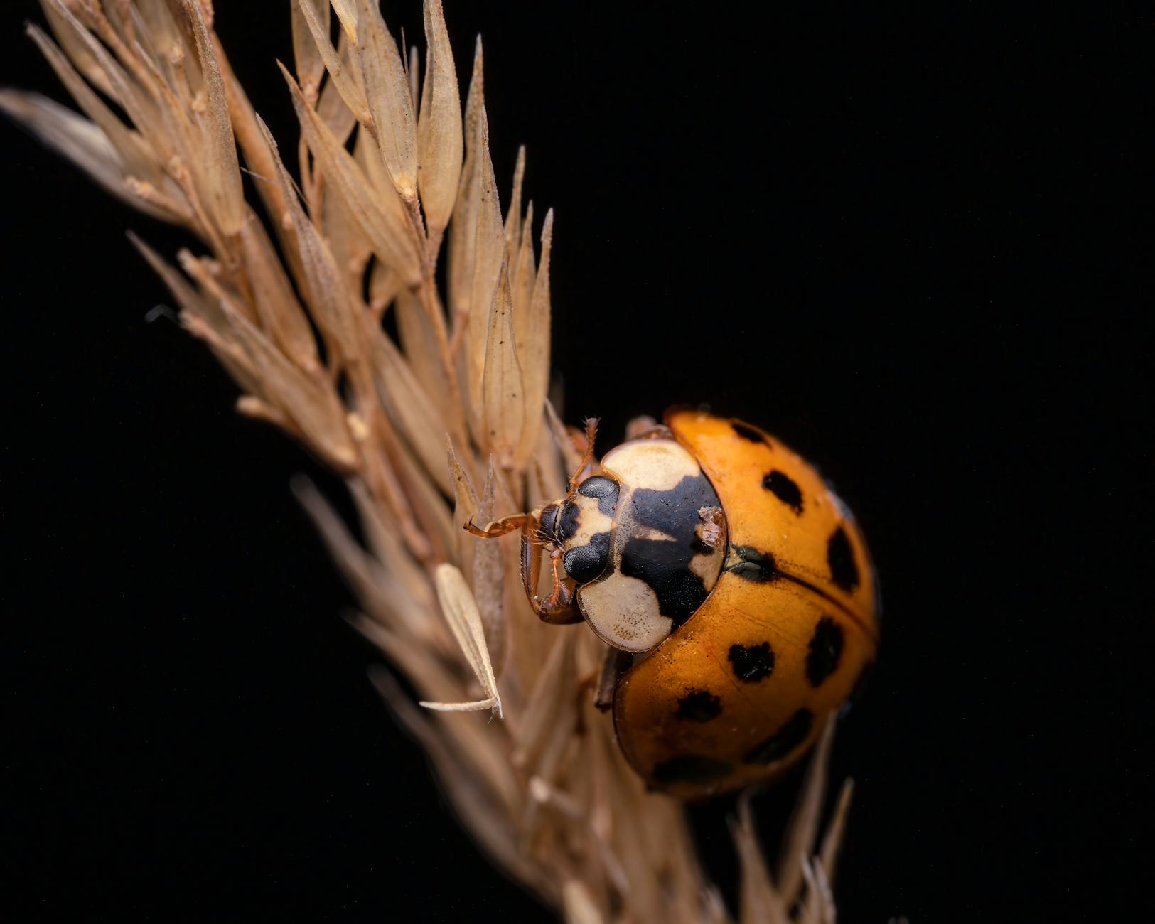 orange ladybug spiritual meaning