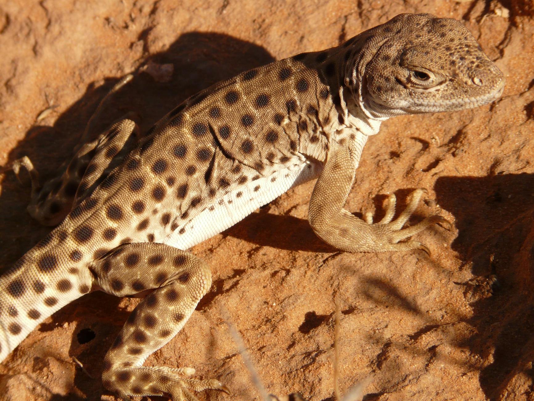 brown lizard spiritual meaning