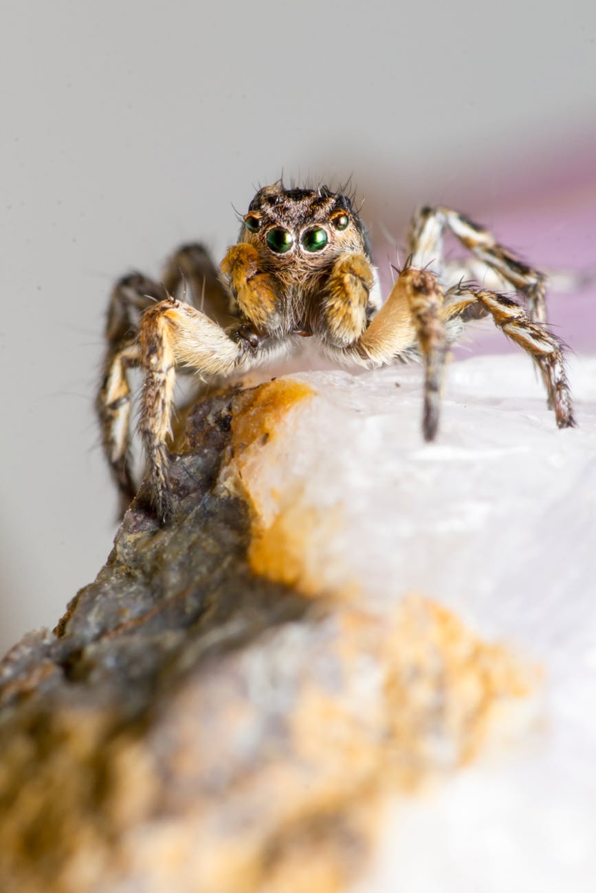 jumping spider symbolism