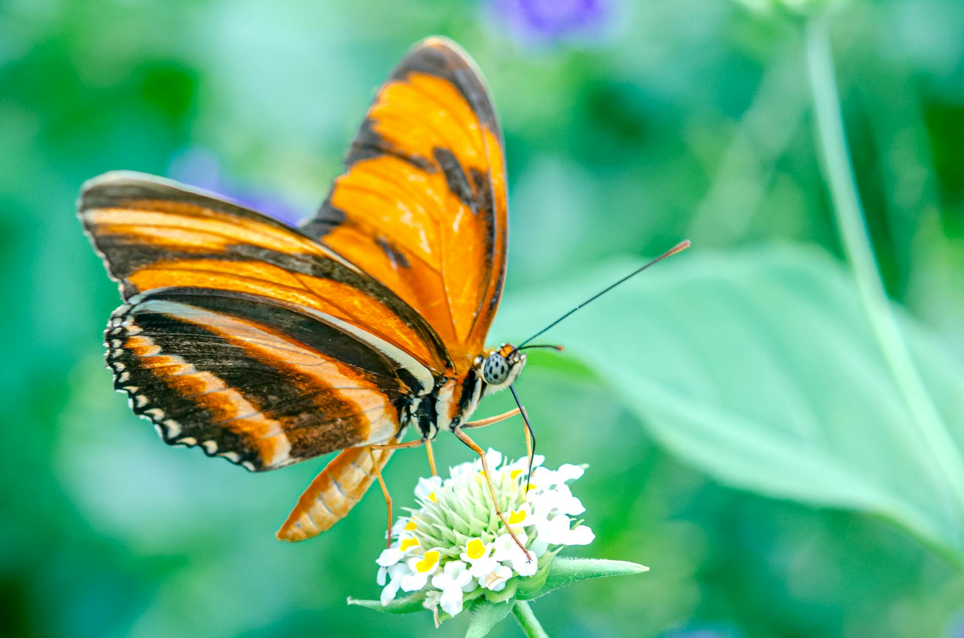 orange and black butterfly spiritual meaning