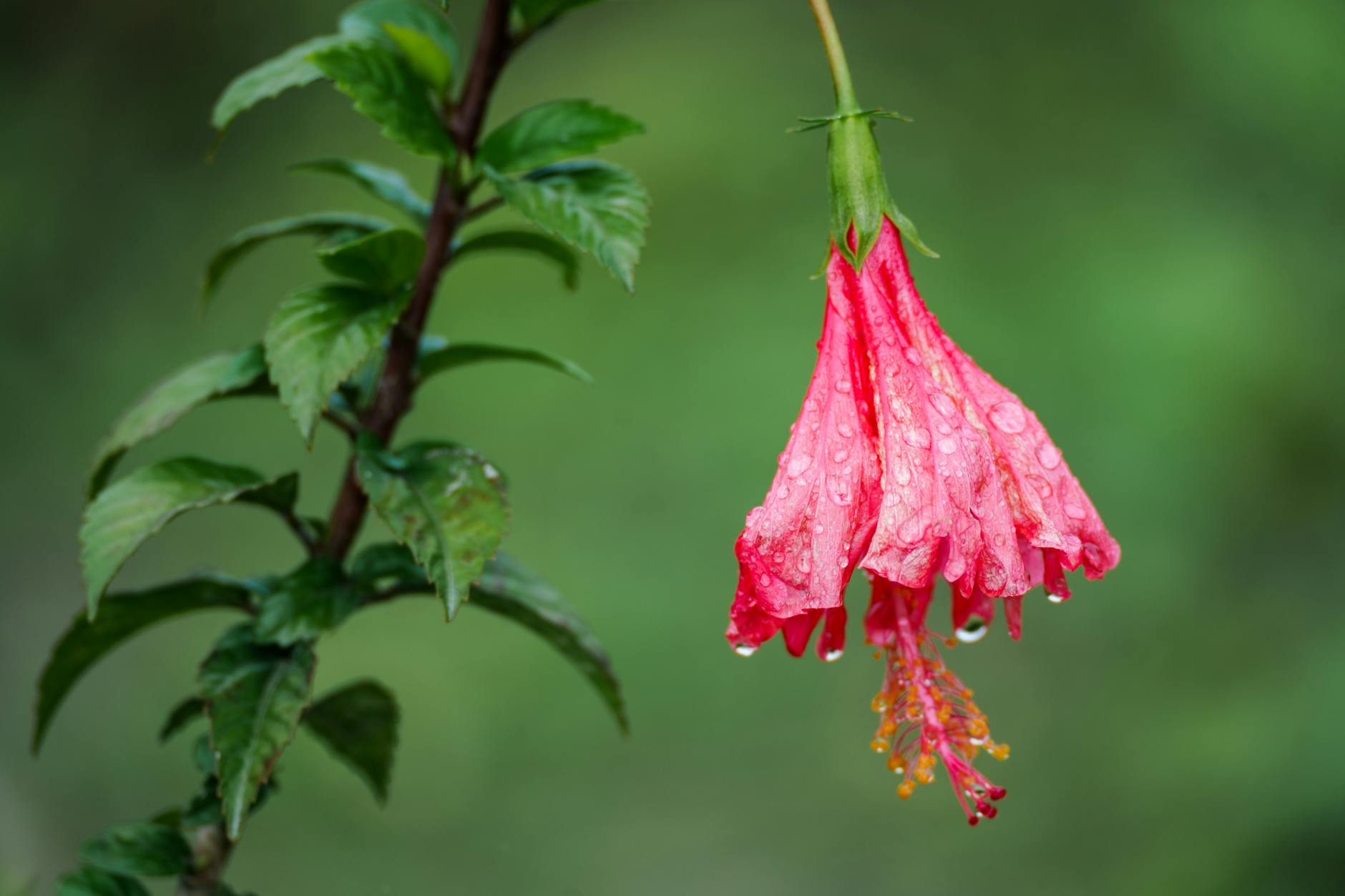 hibiscus meaning spiritual