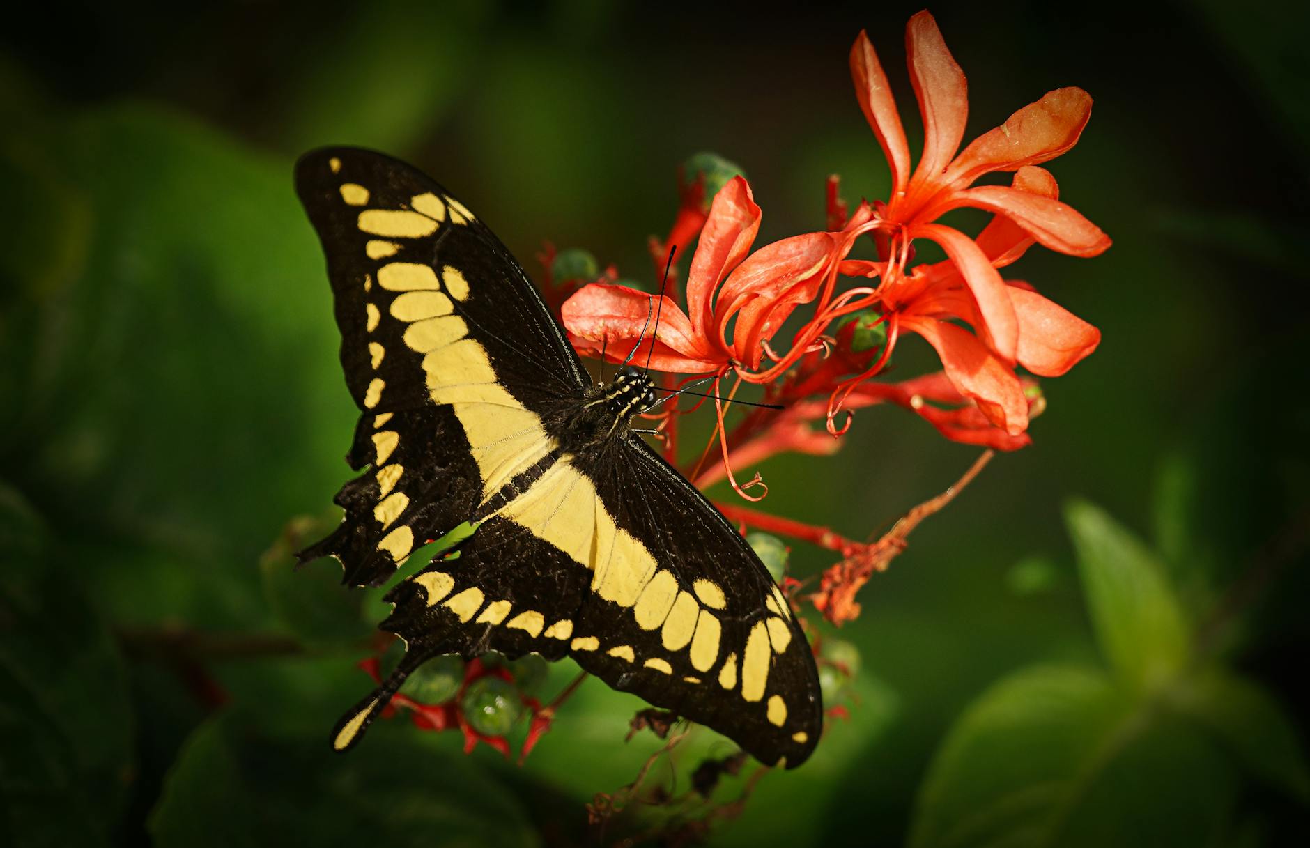 red admiral butterfly spiritual meaning