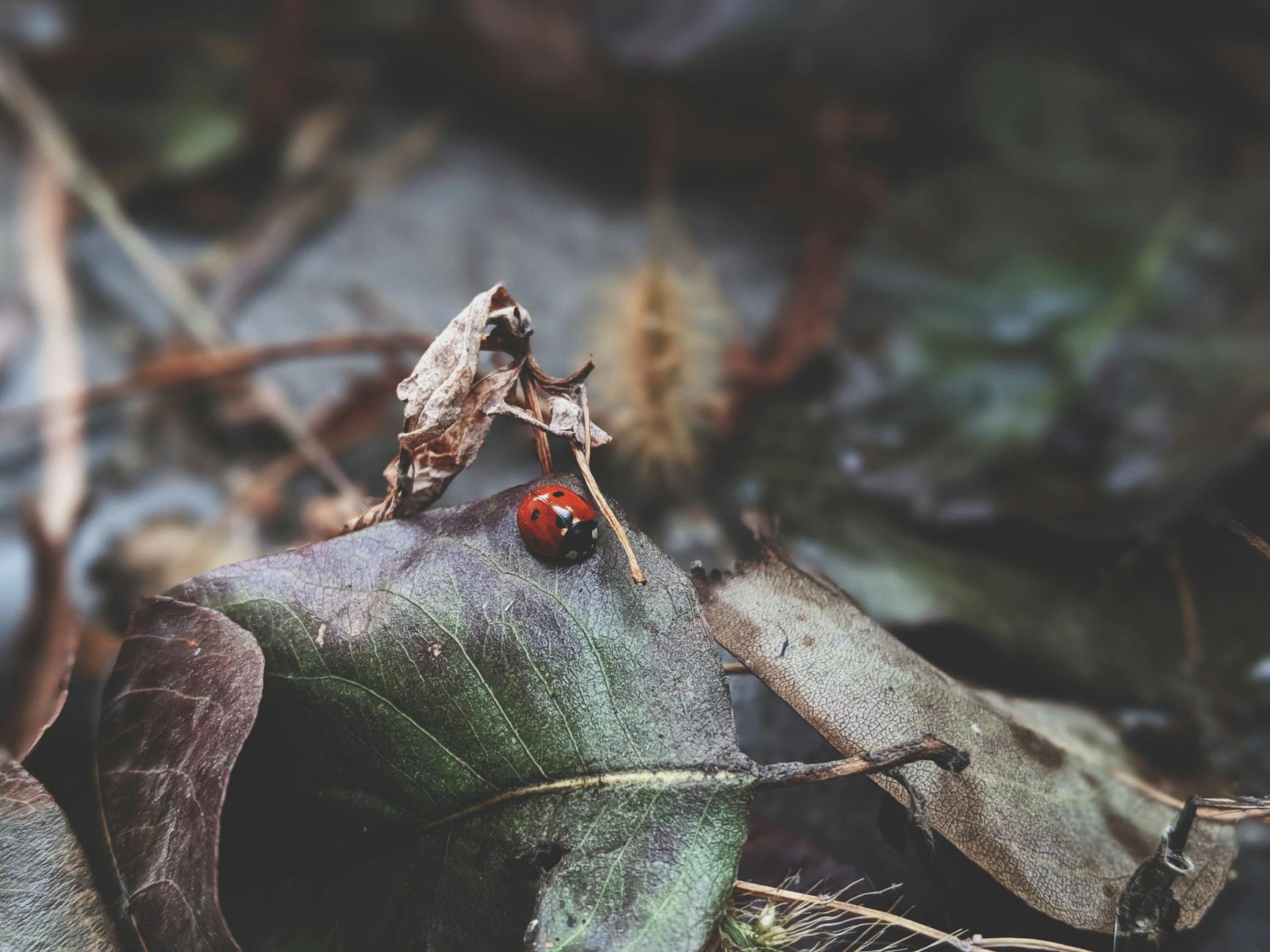 red ladybug meaning