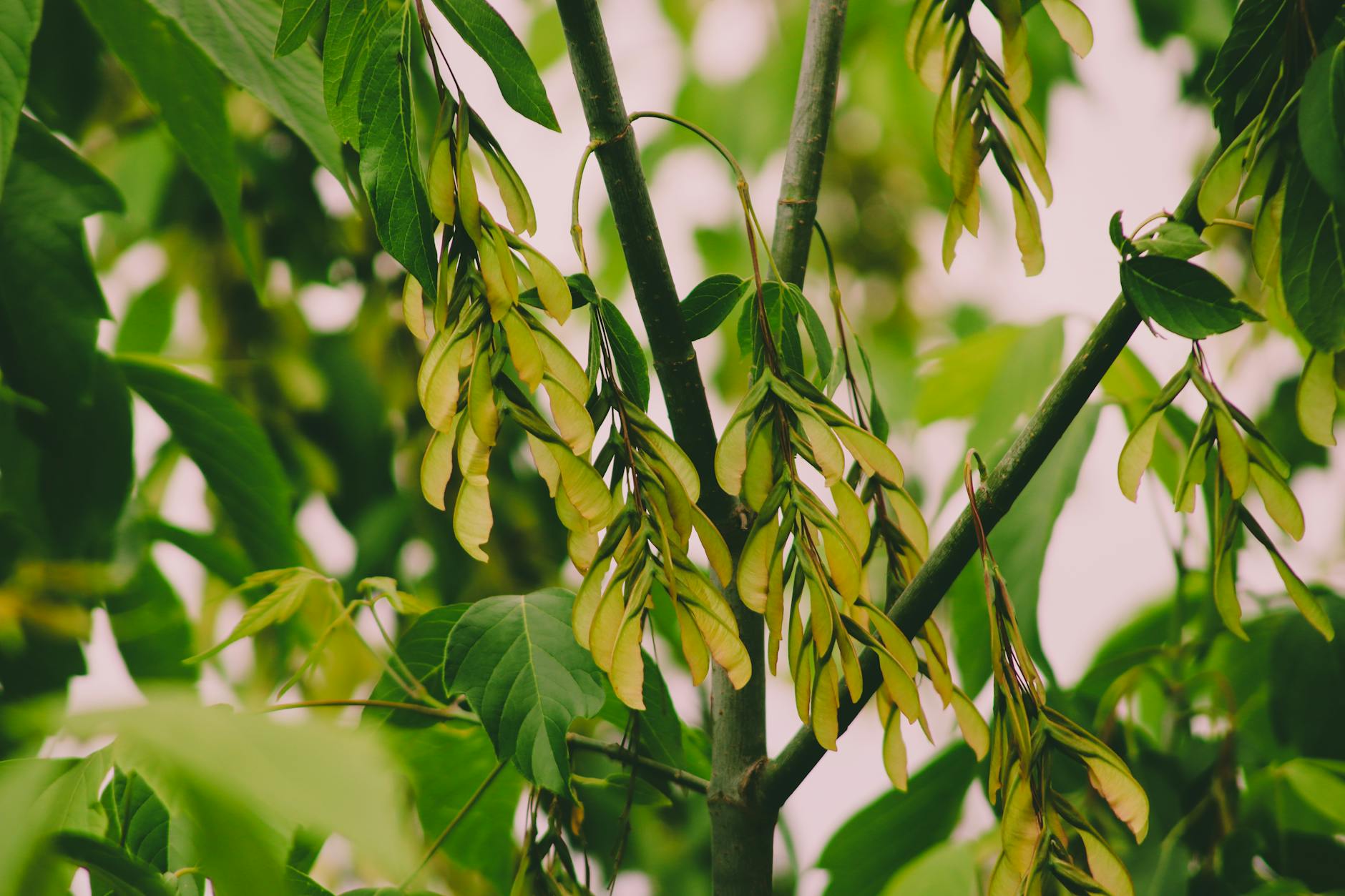 sycamore tree symbolism