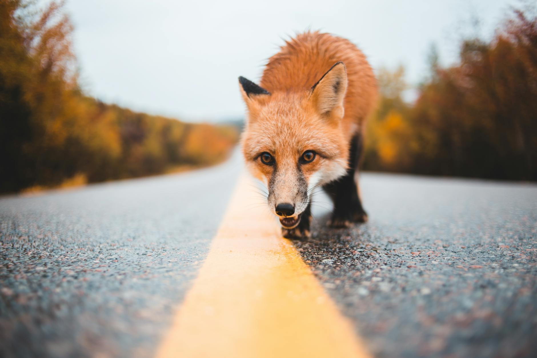 meaning of a fox crossing your path