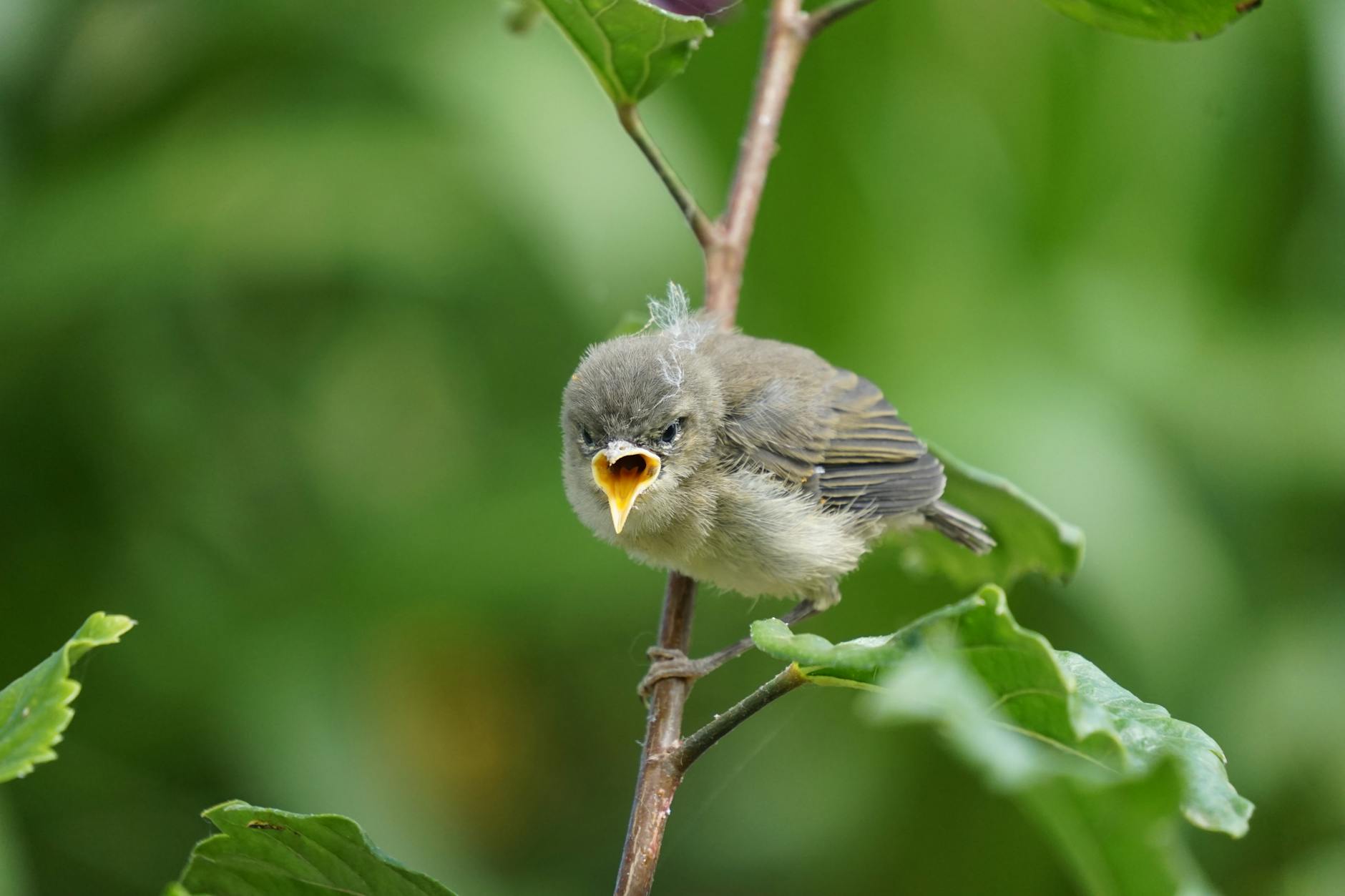 birds chirping at 1am spiritual meaning