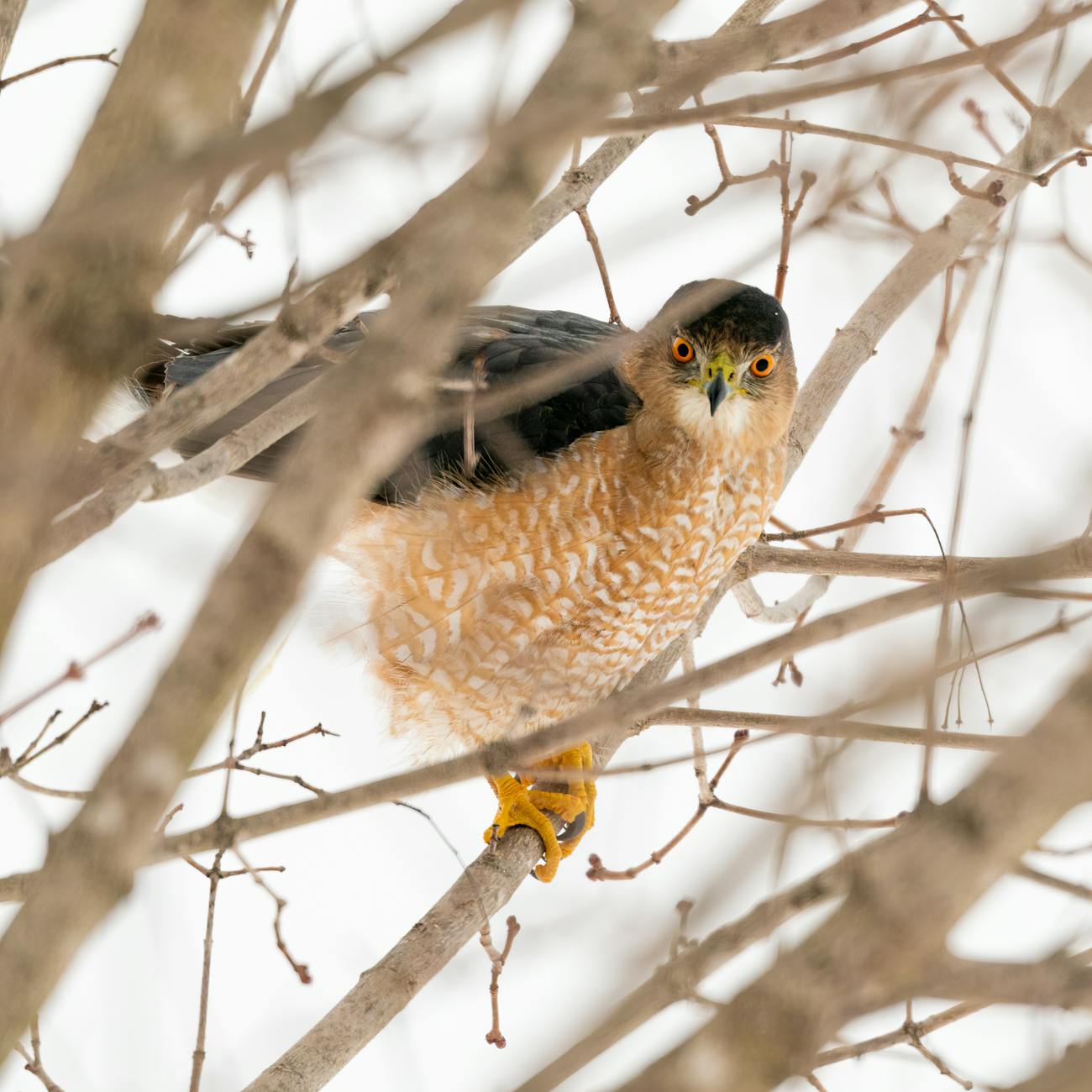 coopers hawk symbolism