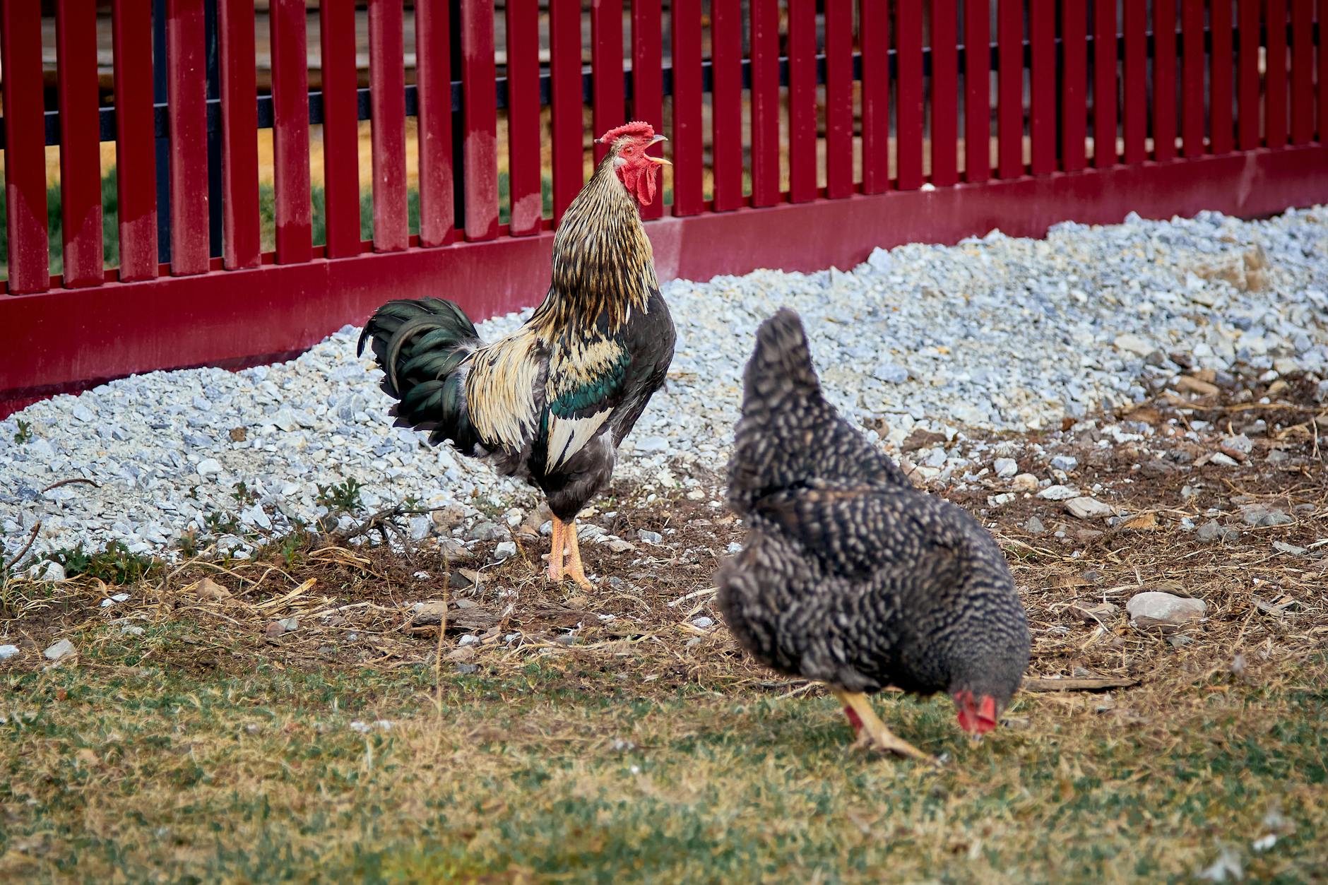 rooster crowing at night spiritual meaning