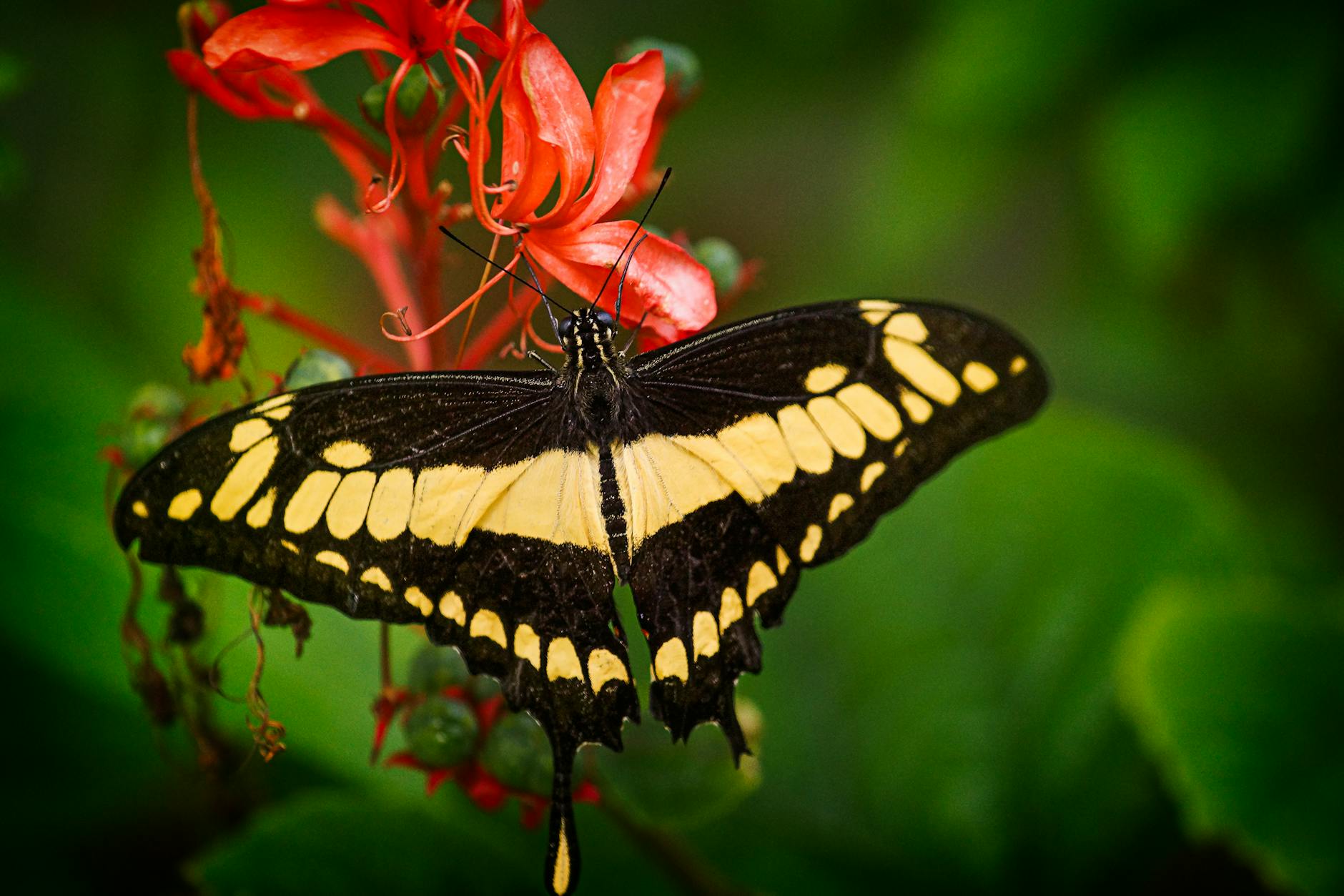 red butterfly spiritual meaning