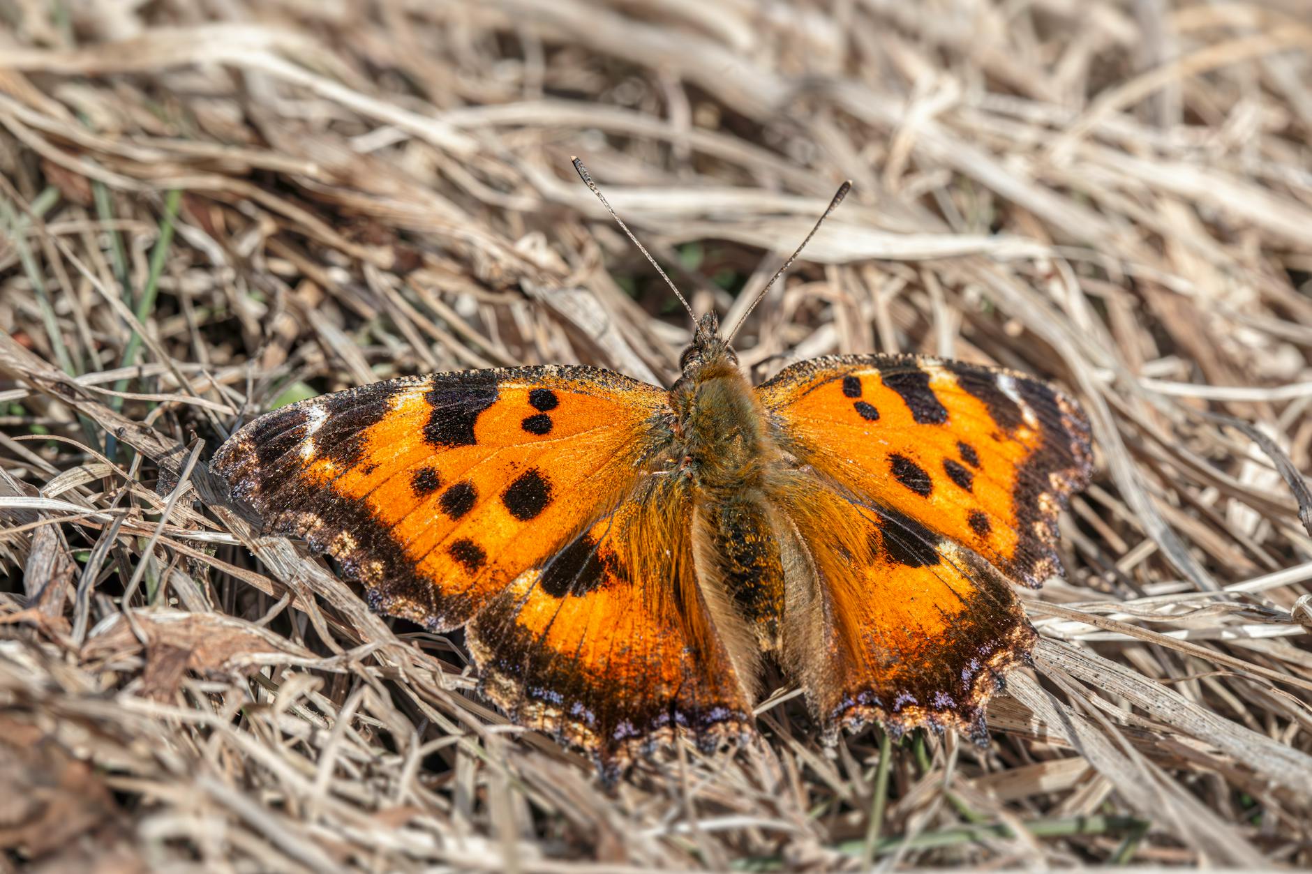 orange and black butterfly meaning