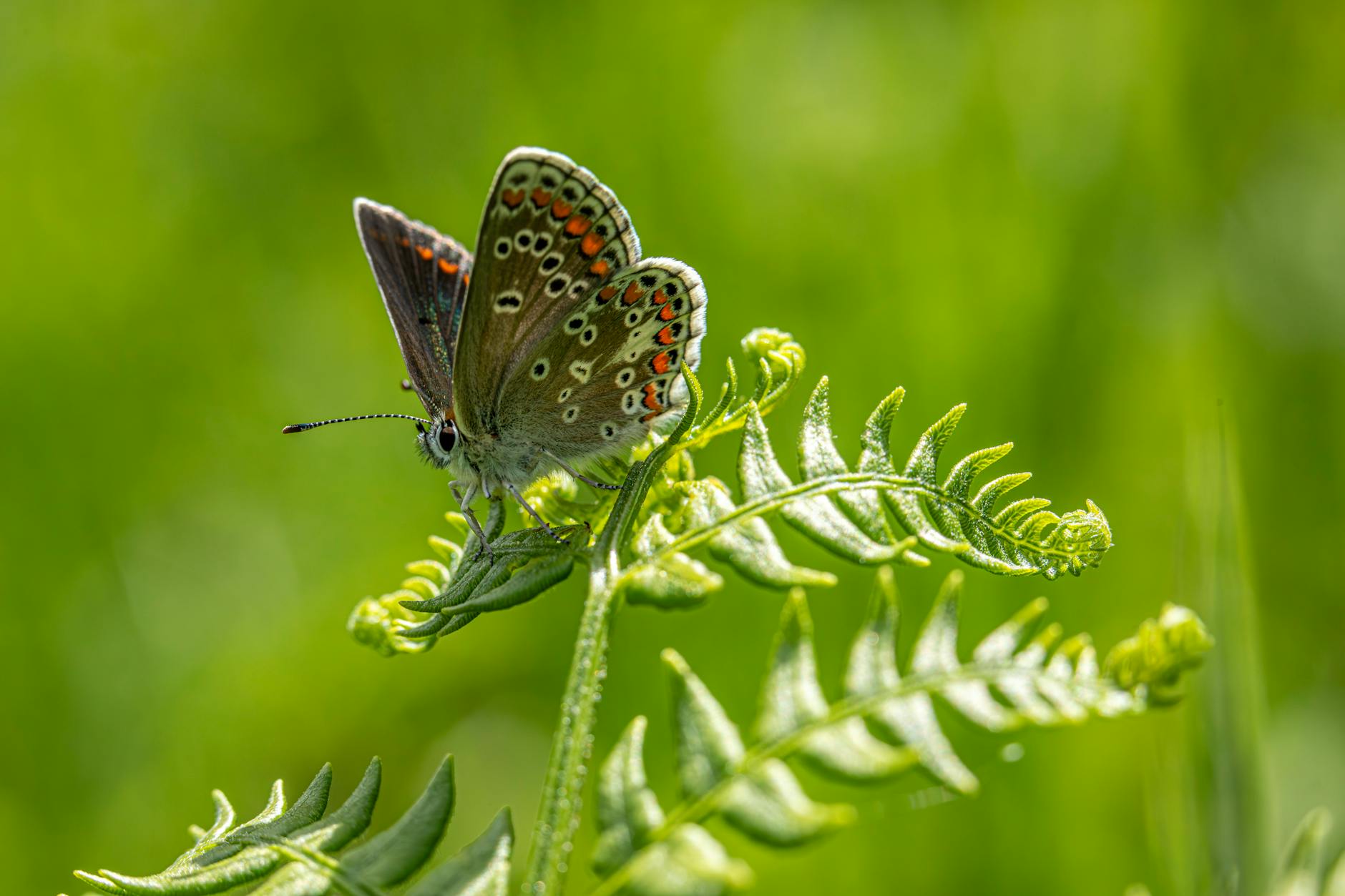 blue butterfly spiritual meaning