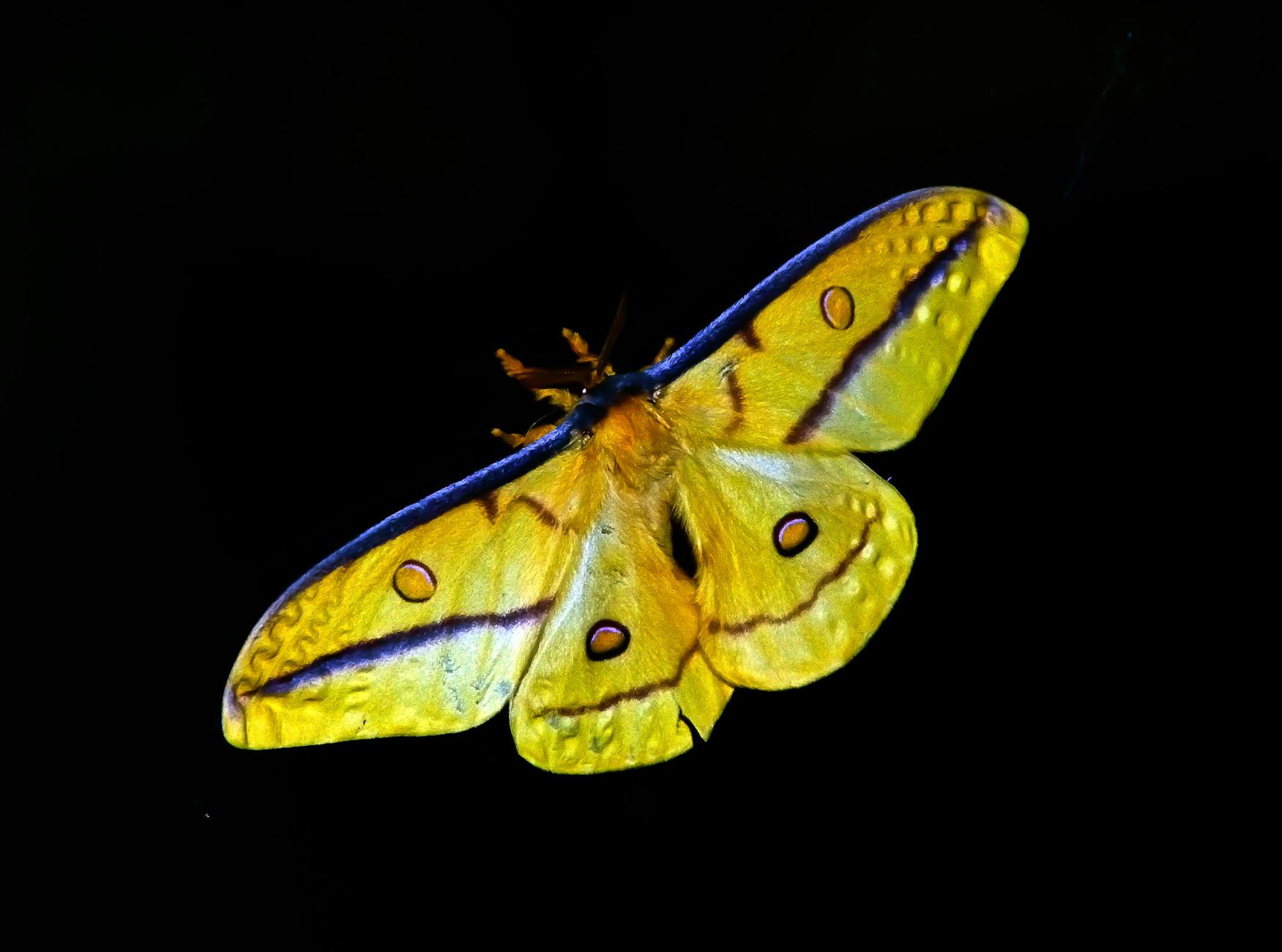 yellow butterfly spiritual meaning