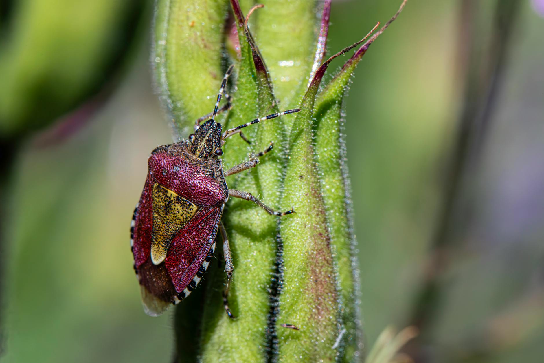 green beetle meaning