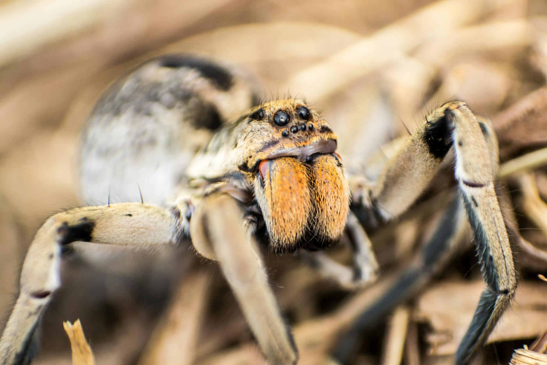 spiritual meaning of tarantula