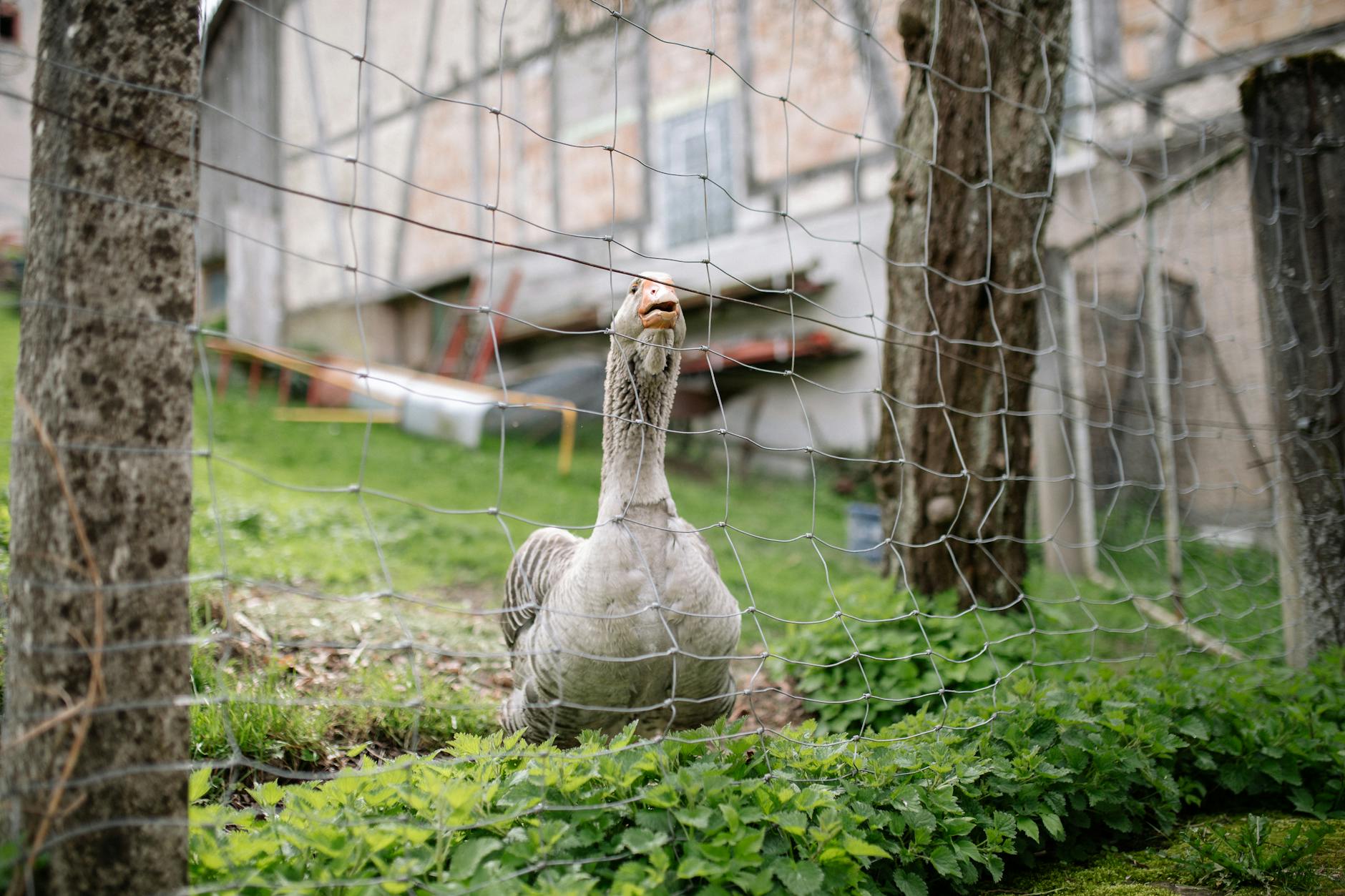 dead bird in yard spiritual meaning