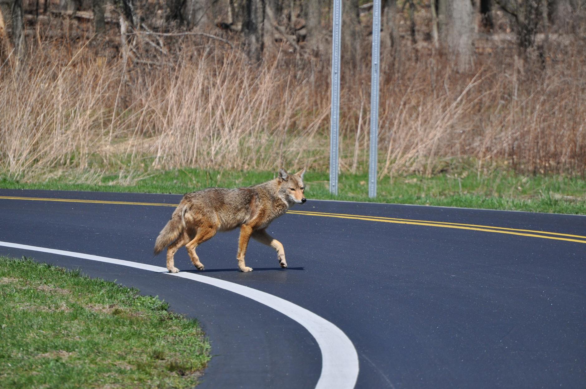 spiritual meaning of a coyote crossing your path