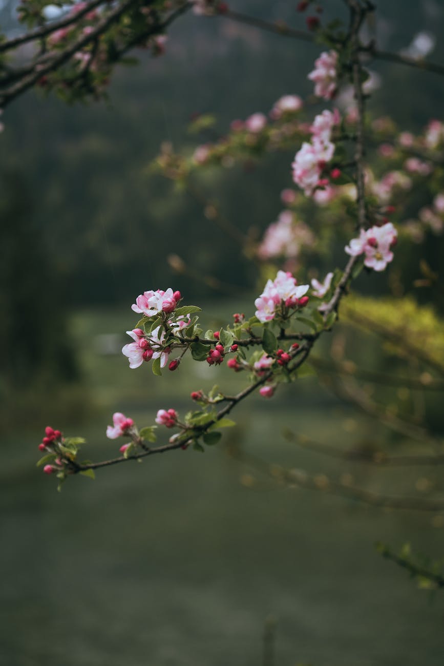 cherry blossom spiritual meaning