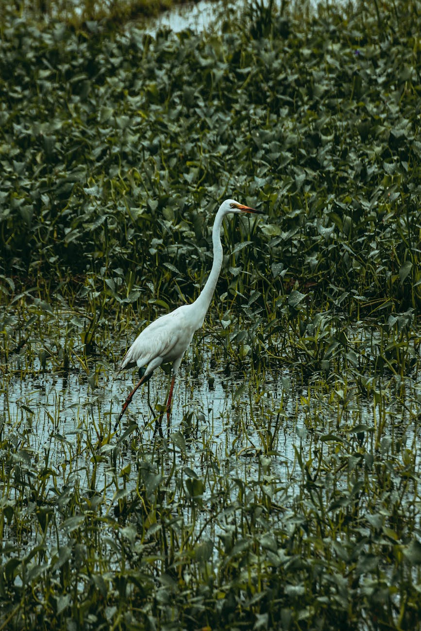 great egret symbolism