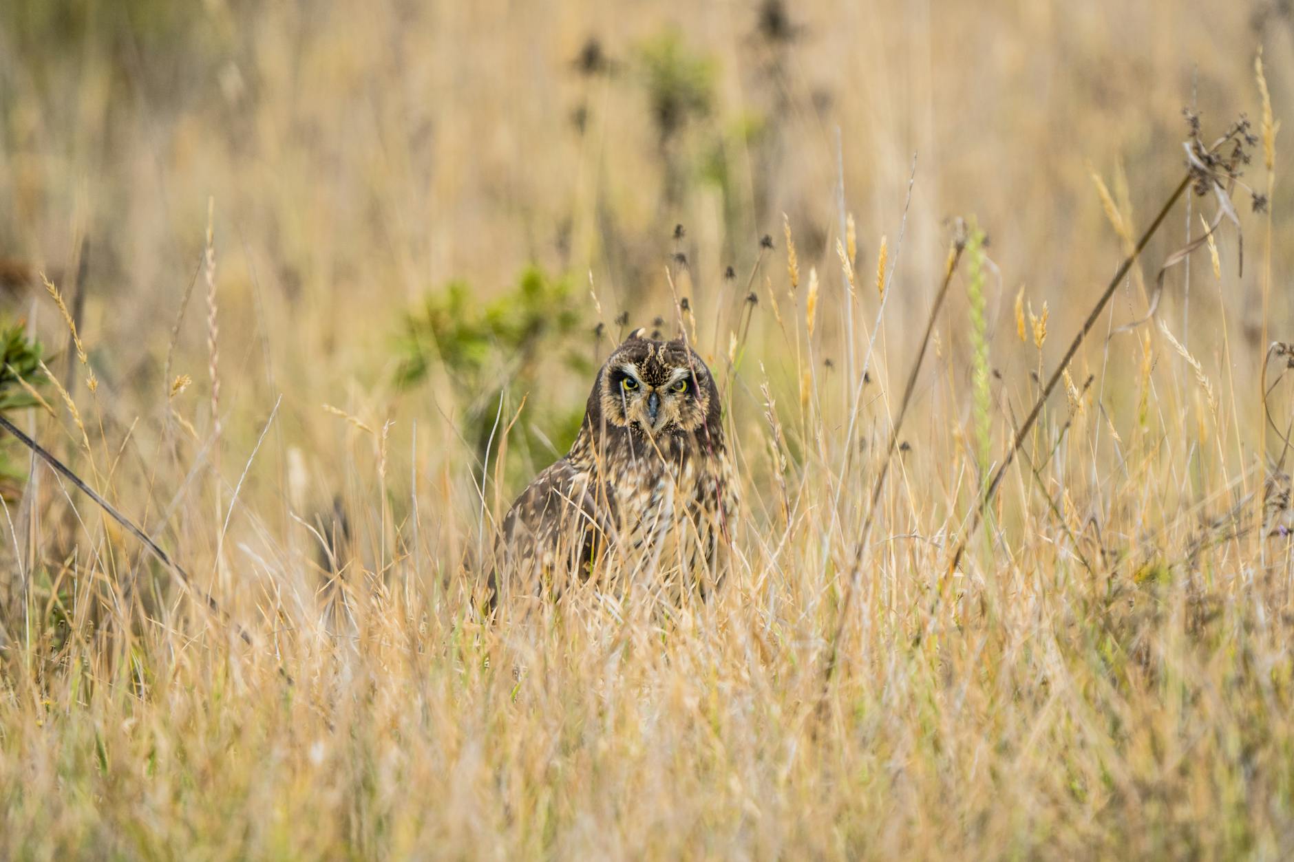 seeing an owl during the day spiritual meaning