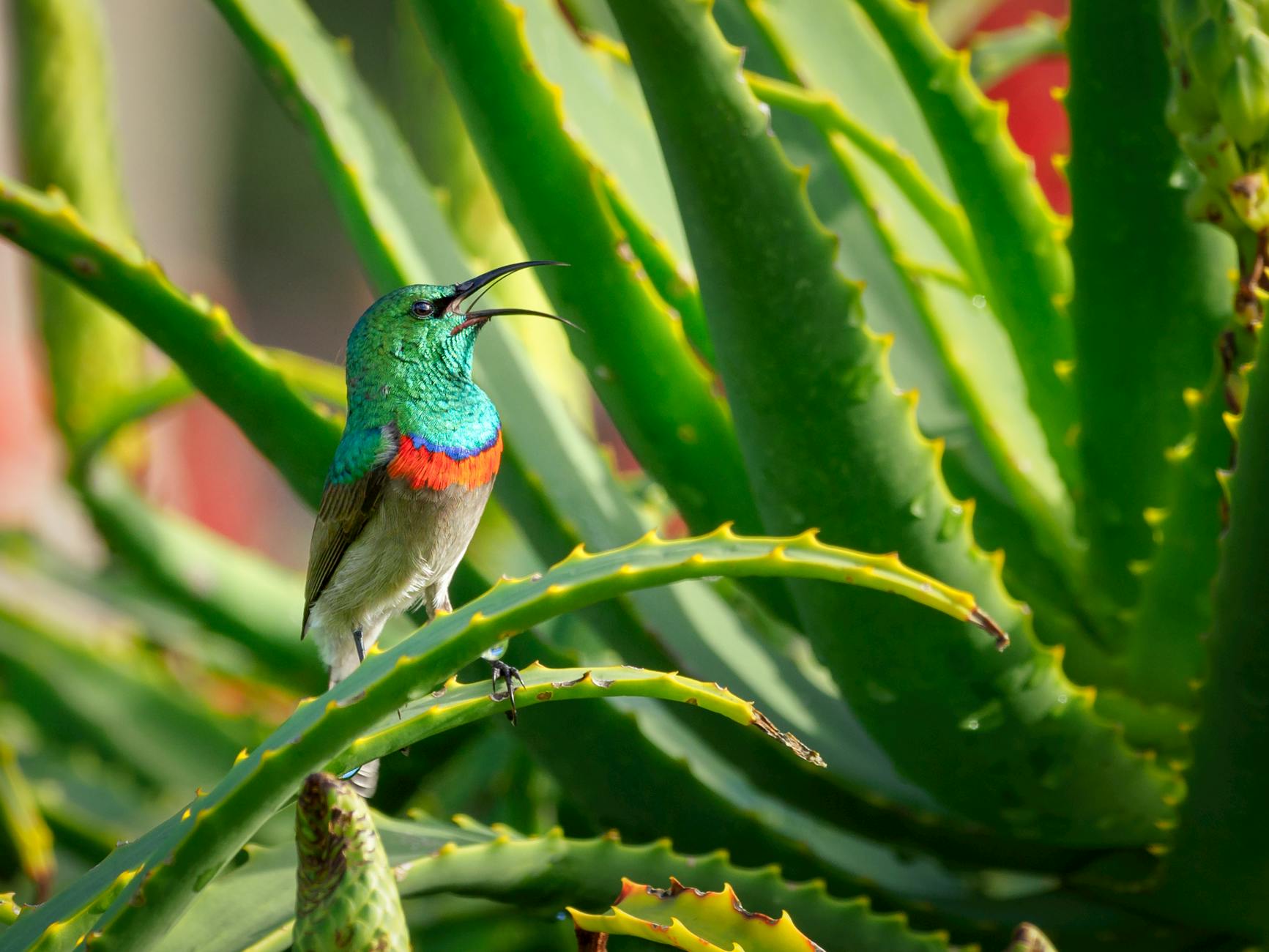 green hummingbird meaning