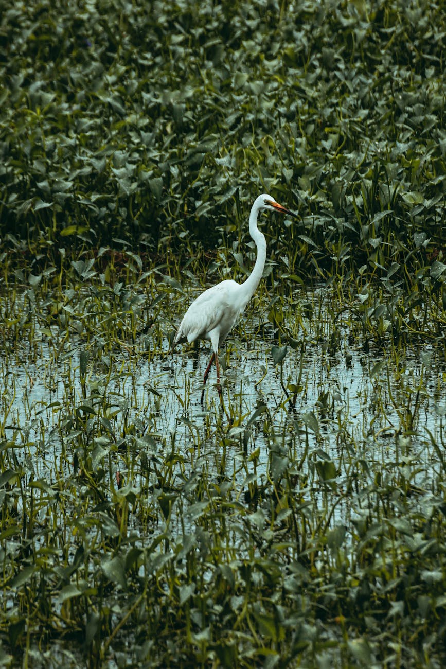 great egret spiritual meaning