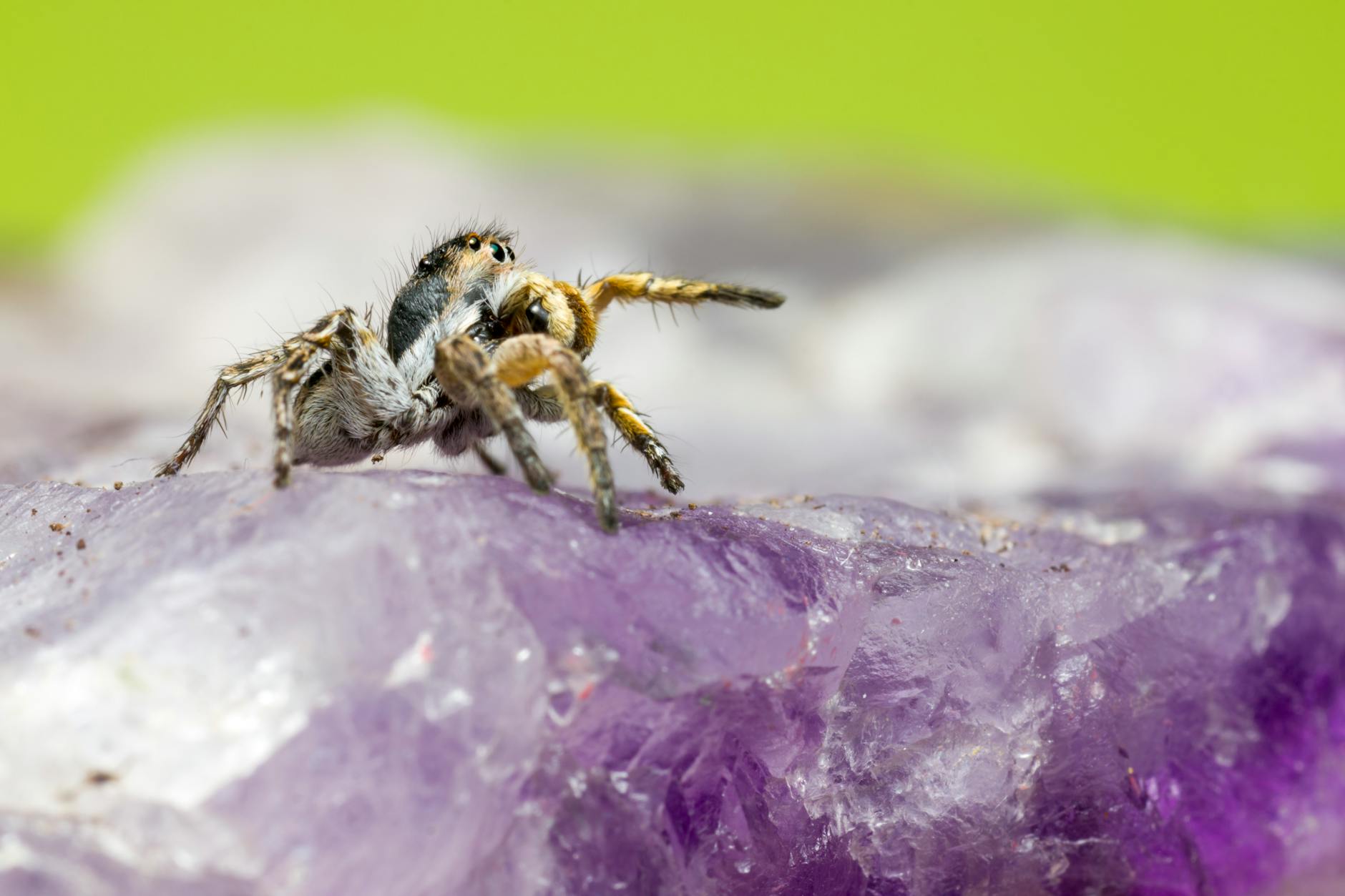 jumping spider meaning