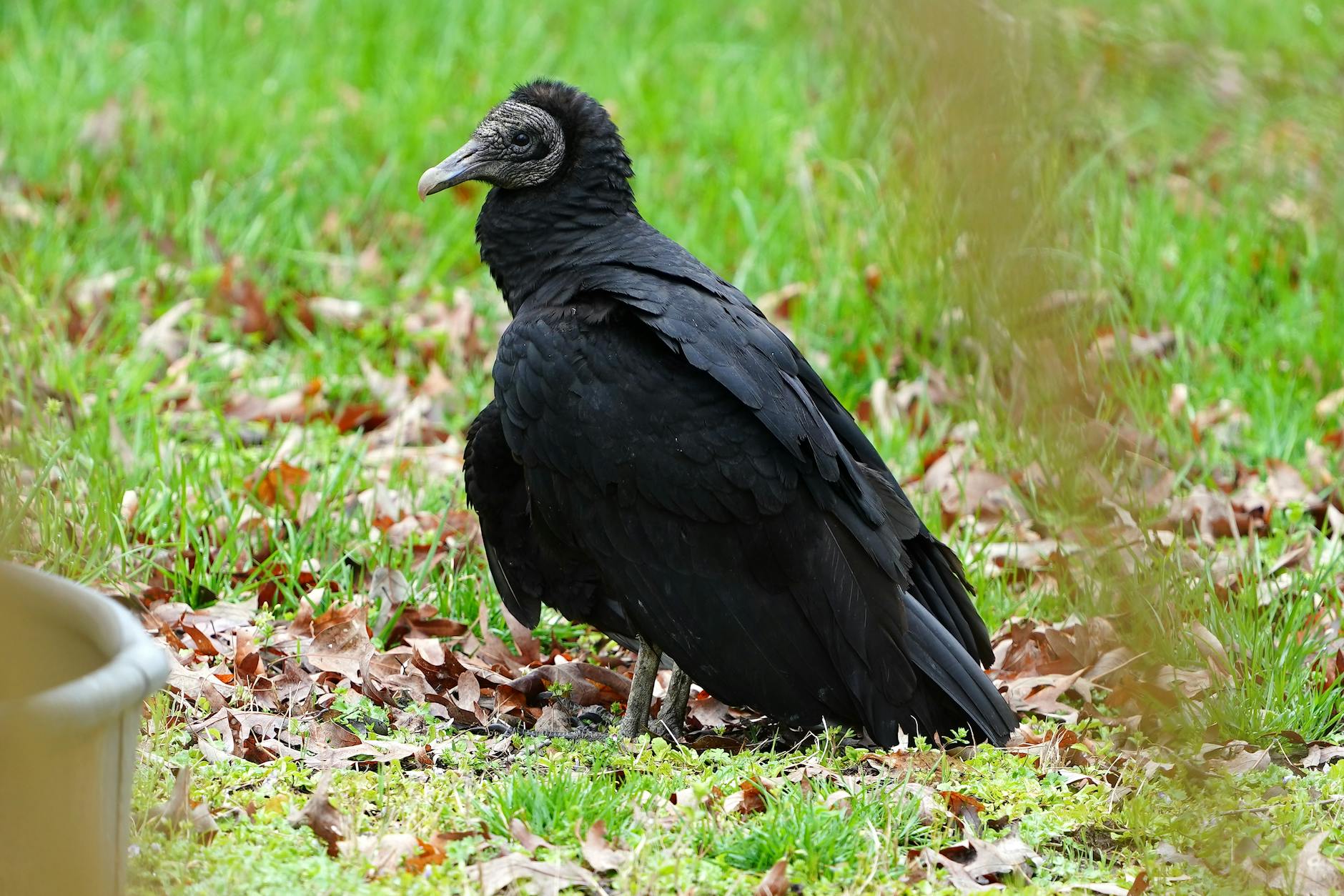 turkey vulture meaning