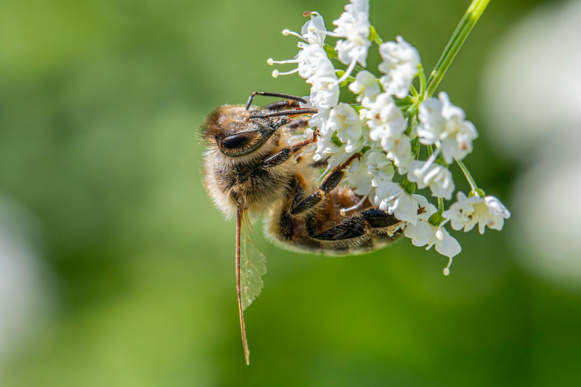 bee landing on you meaning